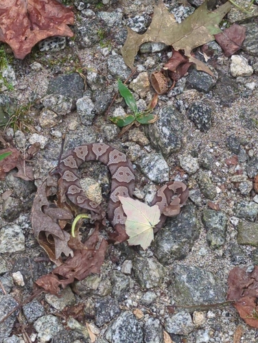 Eastern Copperhead