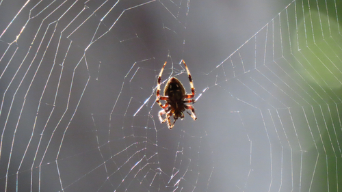 Spotted Orbweaver