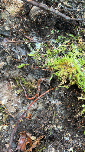 Eastern Red-backed Salamander