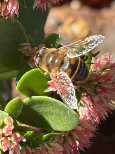 Common Drone Fly