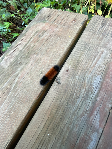 Isabella Tiger Moth