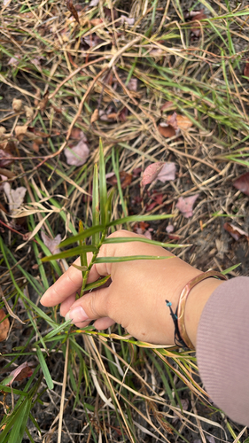 Three-way Sedge