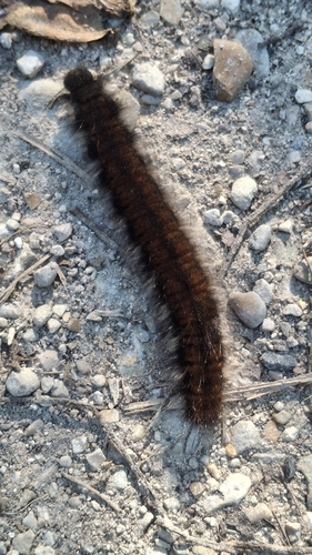 Fox Moth