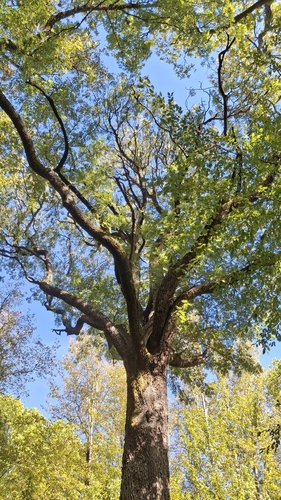 Service-tree