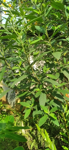 Tropical Black Sage