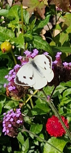 Large White