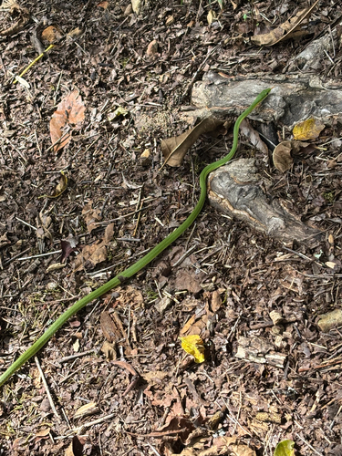 Rough Greensnake