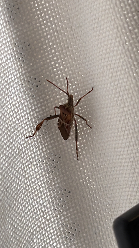 Western Conifer Seed Bug