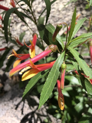 Lobelia laxiflora ssp. angustifolia