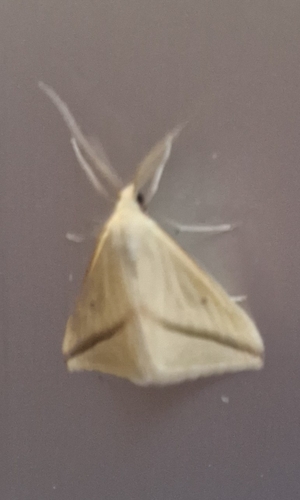 Vestal