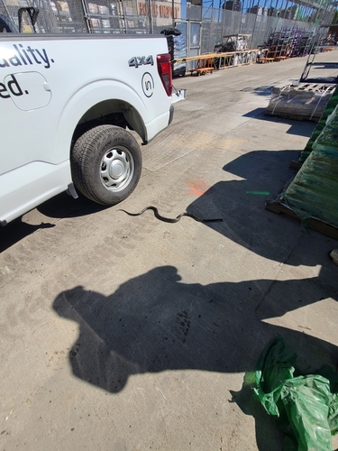 Central Ratsnake