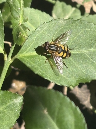 Narrow-headed Marsh Fly