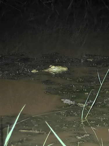 West African Crocodile