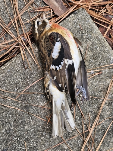 Rose-breasted Grosbeak