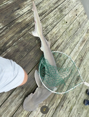 Bonnethead