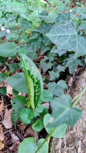 Italian arum