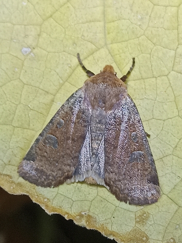 Red-headed Chestnut