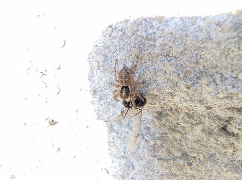 Half-edged Wall Jumping Spider