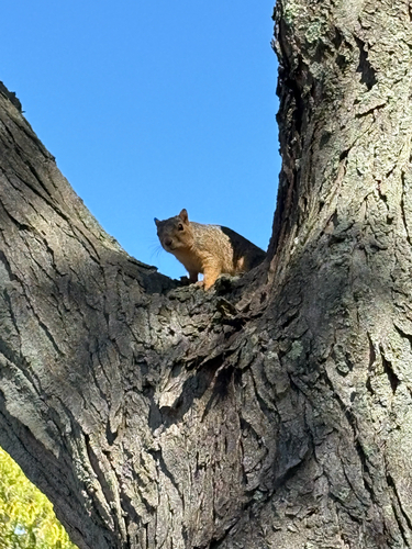 Eastern Fox Squirrel