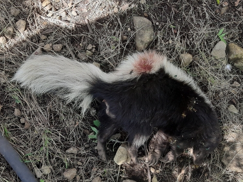American Hog-nosed Skunk observed by sonehugo