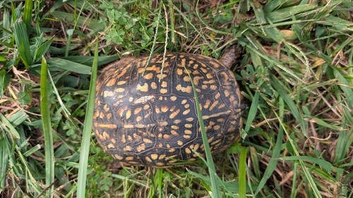 Eastern Box Turtle