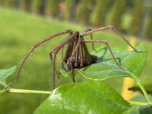 Giant House Spider