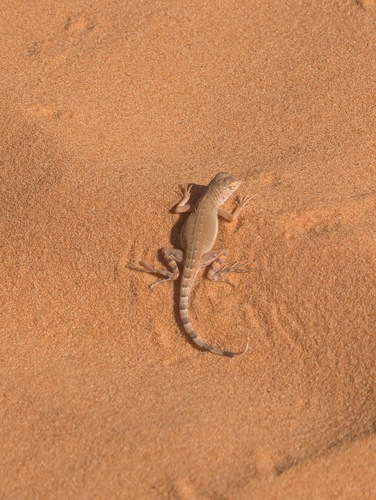Zebra-tailed Lizard