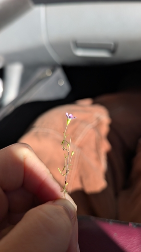 Low Baby's-breath