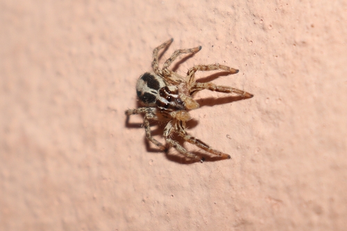 Pantropical Jumping Spider
