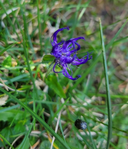 Round-headed Rampion