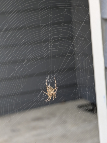 Cross Orbweaver