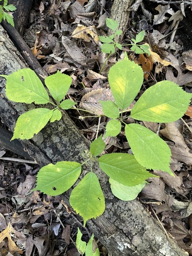 American ginseng