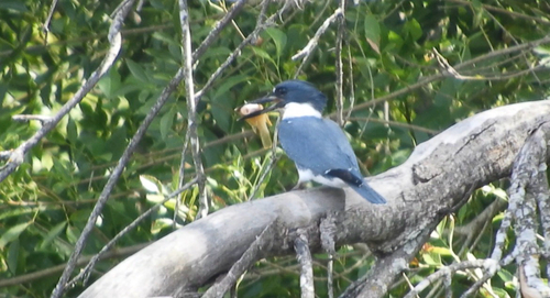 Belted Kingfisher