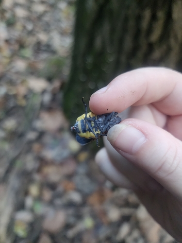 Spotted Lanternfly