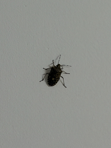 Mottled Stink Bug