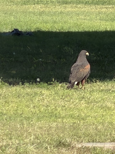 Harris's Hawk