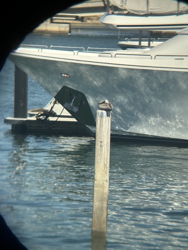 Brown Pelican