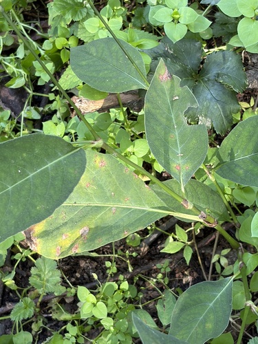 American jumpseed