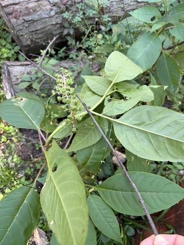 American pokeweed