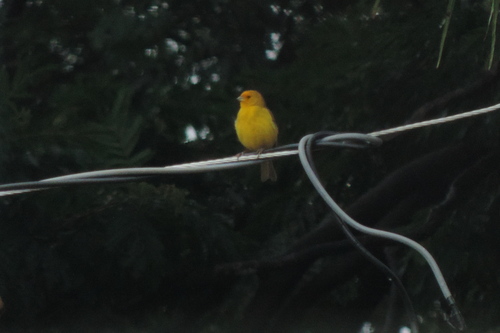 Saffron Finch