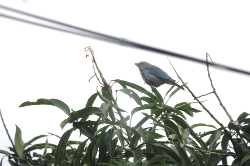 Sayaca Tanager
