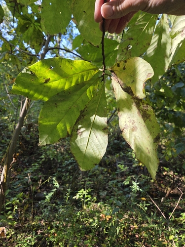 common pawpaw
