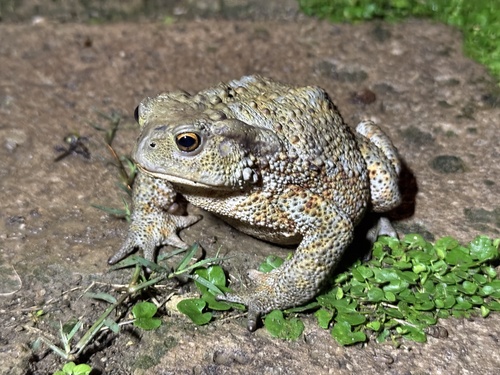 European Toad