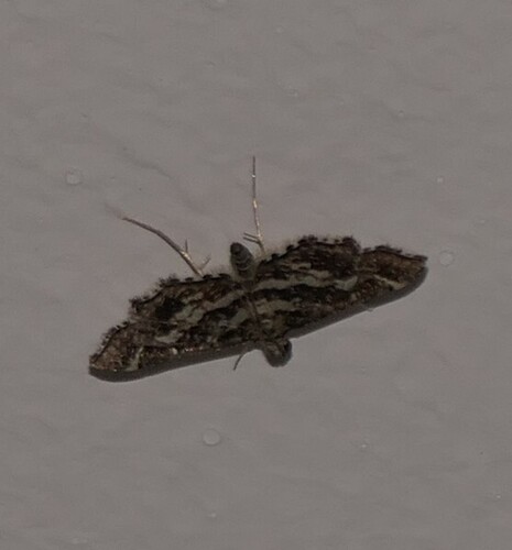 Diasemiopsis ramburialis