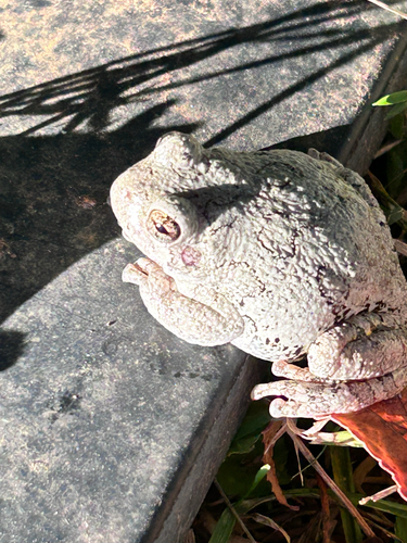 Gray Treefrog Species Complex