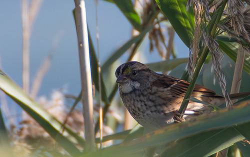 White-throated Sparrow