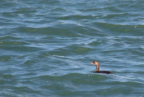 Pied-billed Grebe