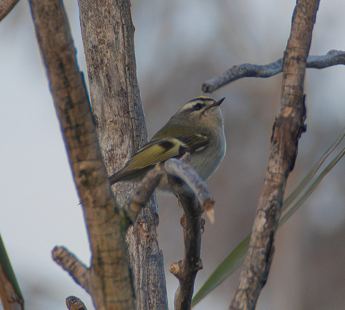Golden-crowned Kinglet