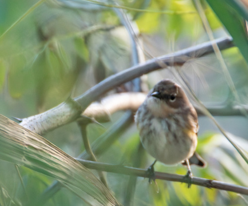 Yellow-rumped Warbler