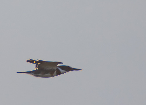 Belted Kingfisher